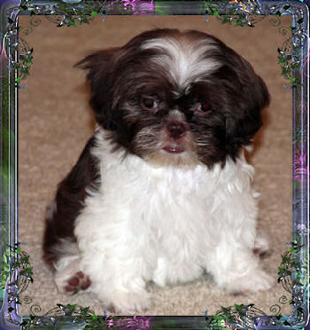 Megan tiny little female chinese imperial shih tzu puppy teacup